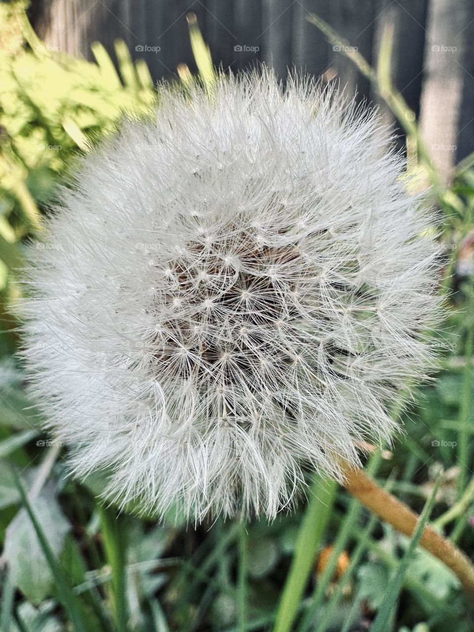 The end of one life and with a little bit of wind the beginning of another