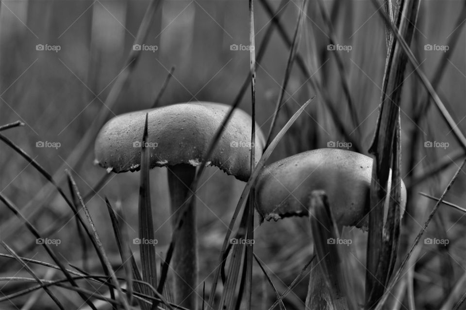 pair of mushrooms