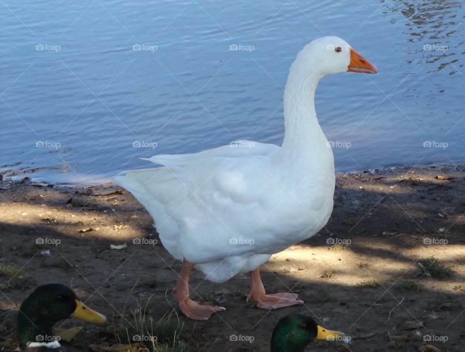 Goose 