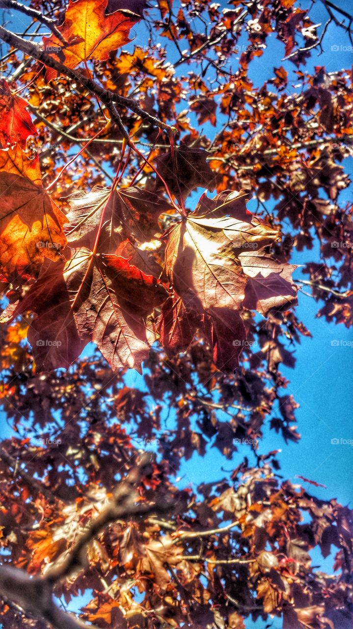 Nature. Maple Leaves
