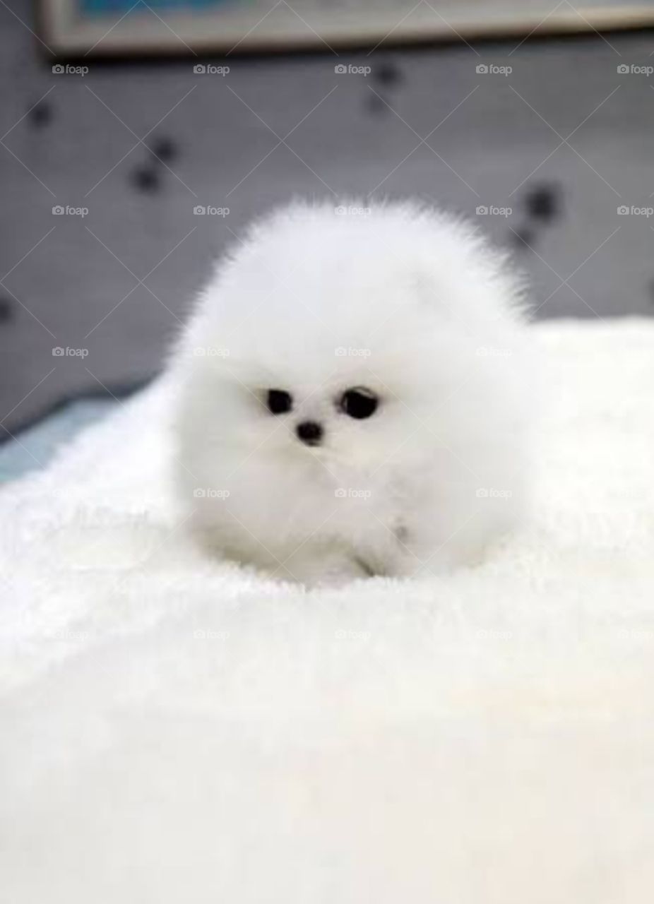 My this Pomeranian puppy name is Alexa