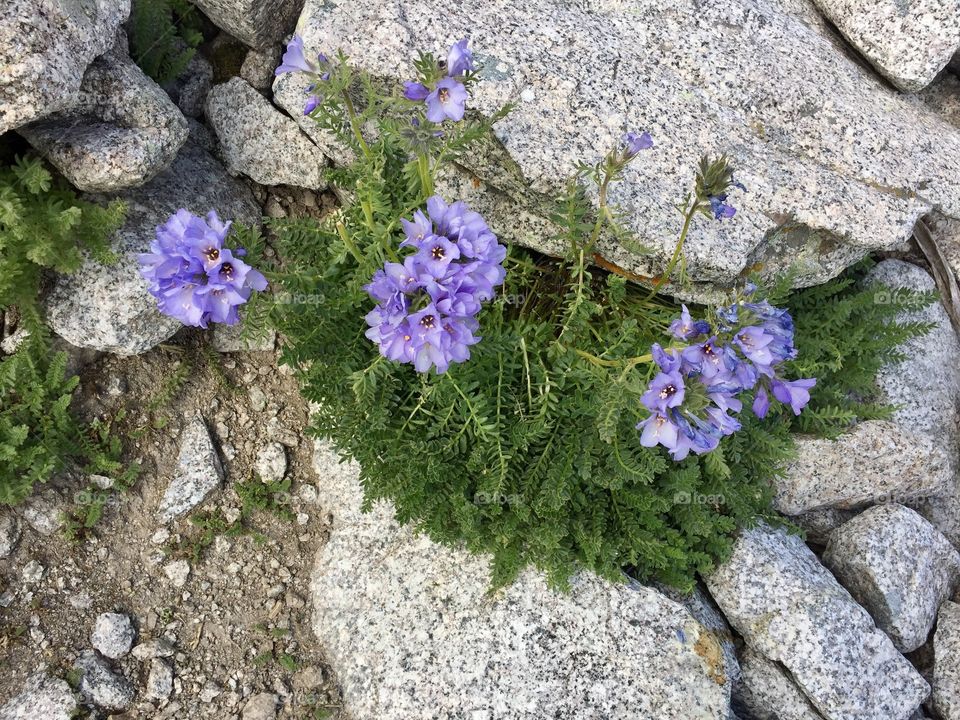 Colorado wildflowers surviving at high altitude 