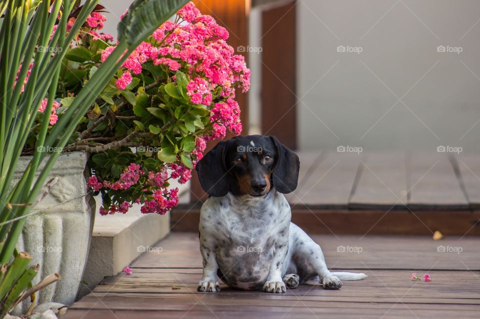 Dog and flowers