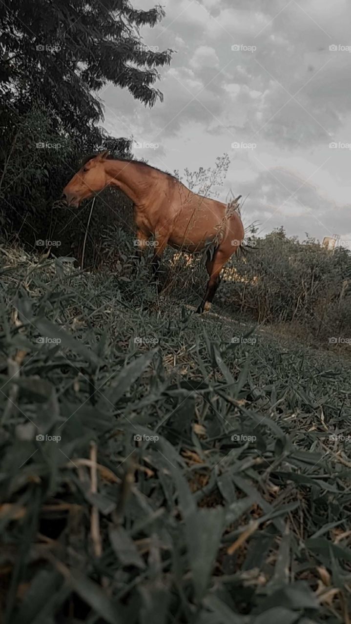 I can only feel free when I'm beside my horse.

￼