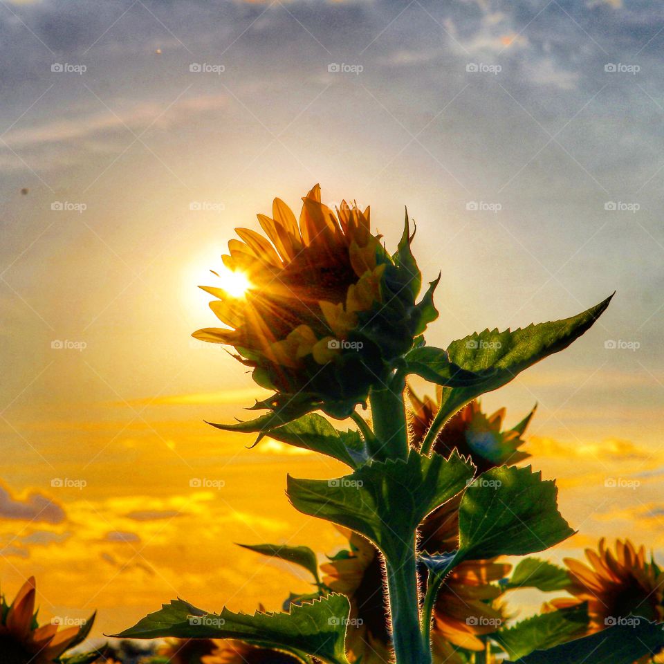 sunset in the sunflower field
