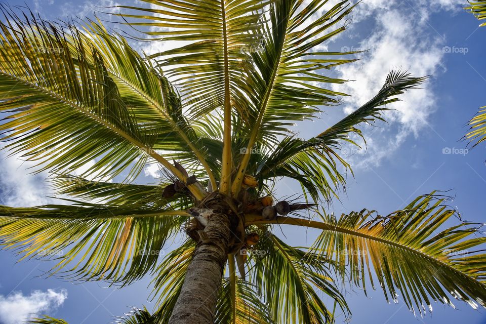 Background / texture palm leaves