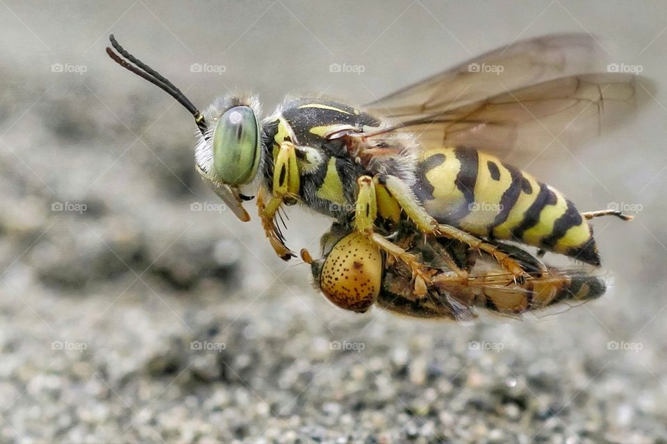 sand wasps bembicini with her prey