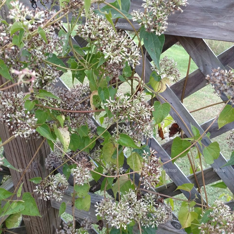 wild flowers, vine, fall