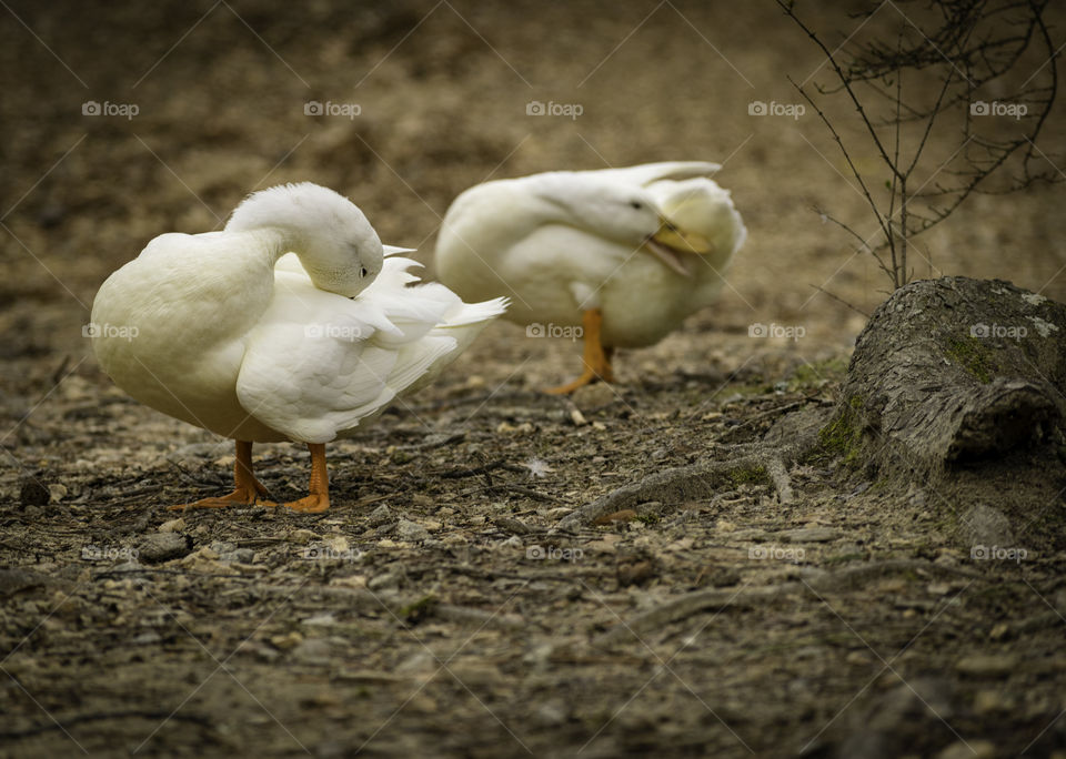 Two ducks cleaning 