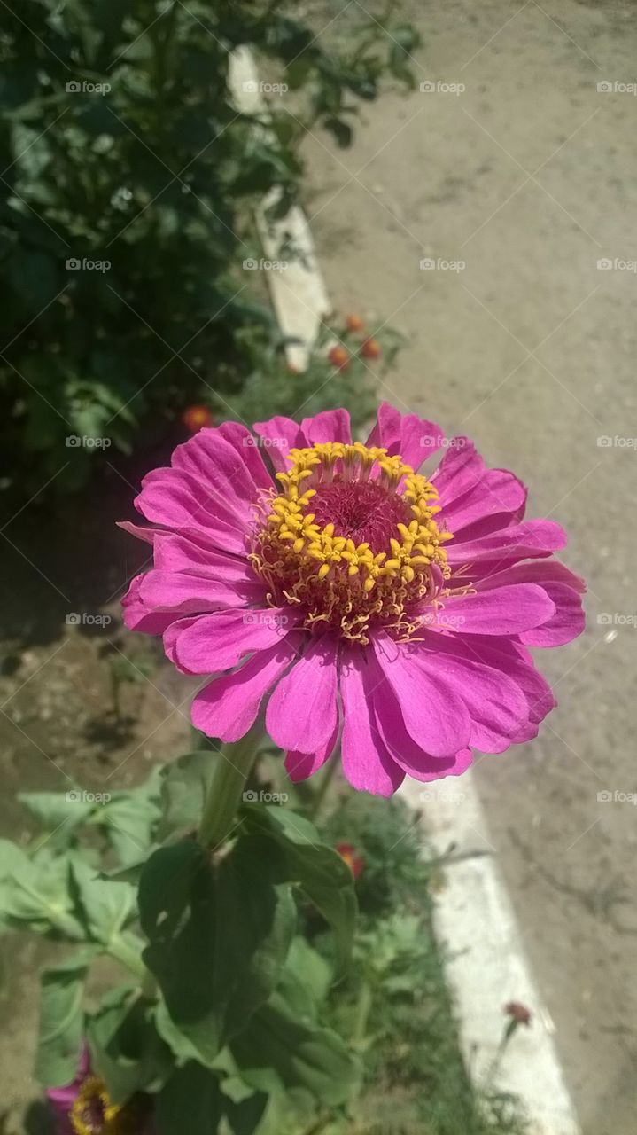 flower