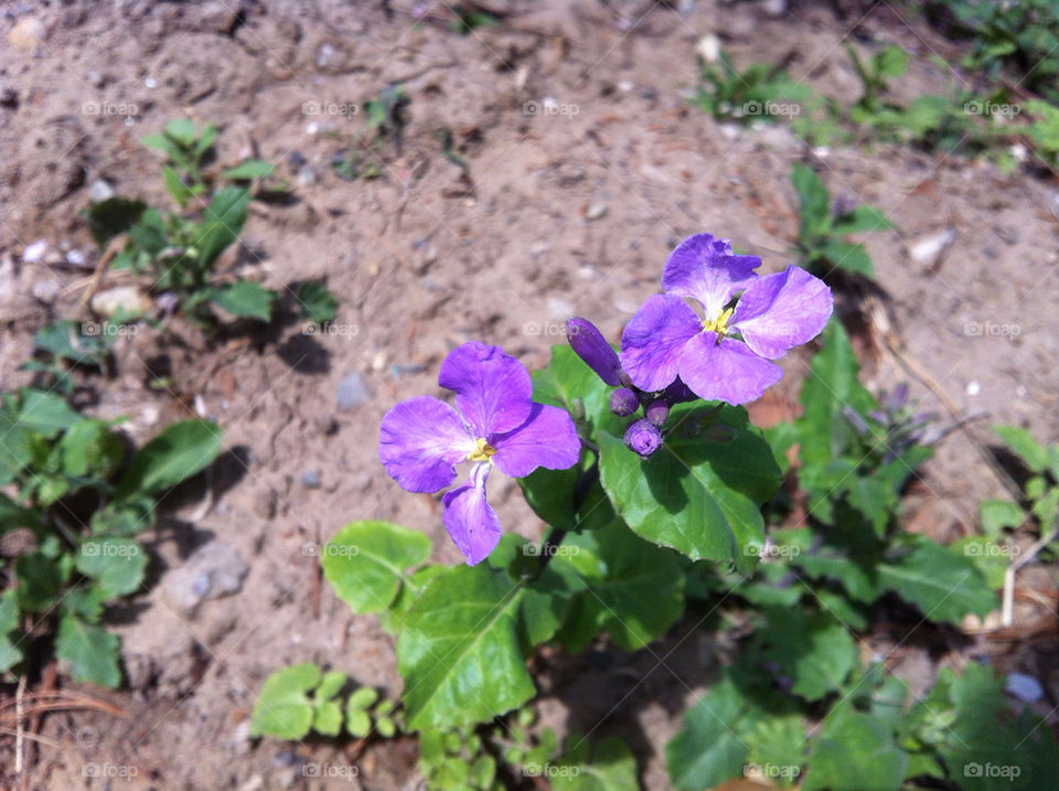 flower purple two wild by HIN