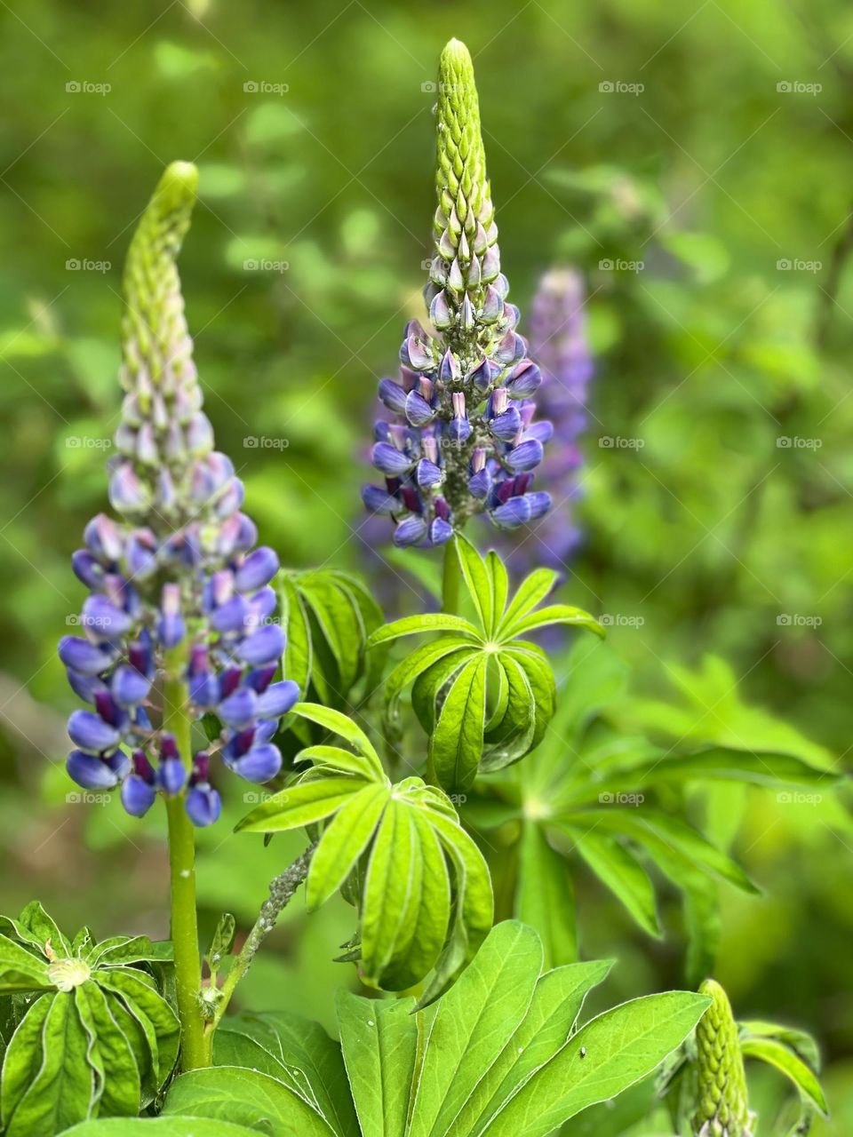 Photography of Lupine flowers growing in wild 