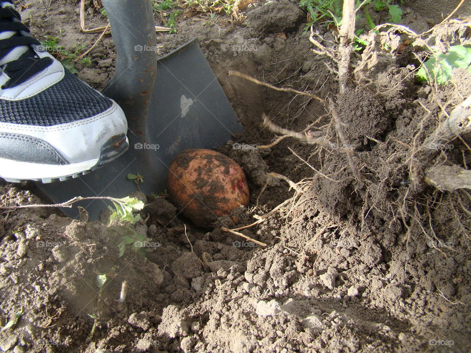 Digging up organic potatoes in the garden in the bright sunshine of the autumn season.