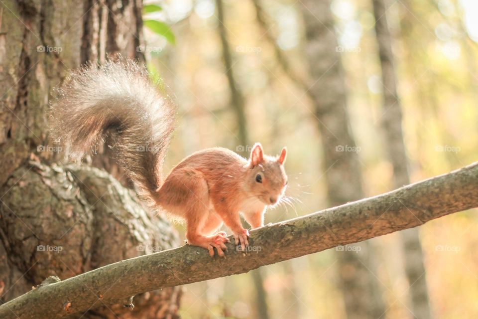 Charming squirrel