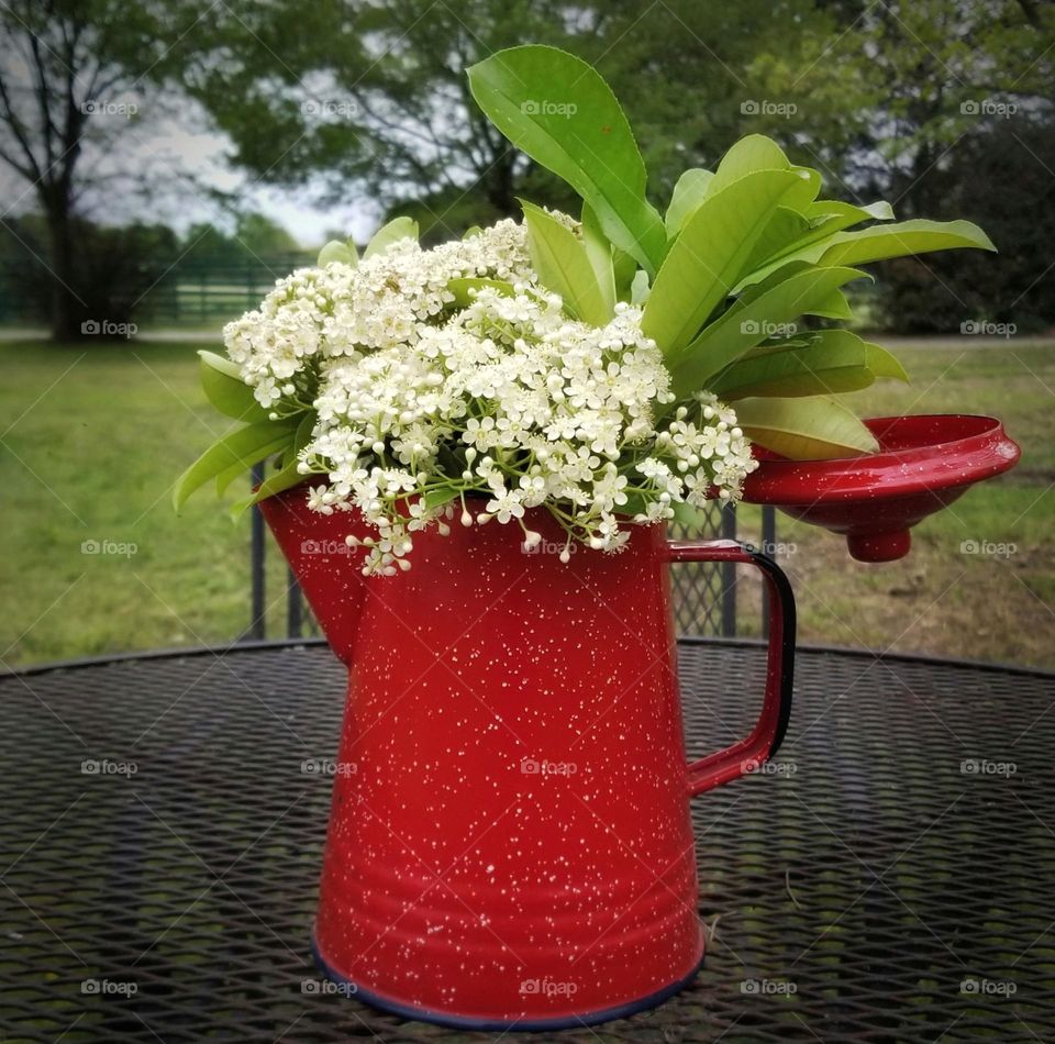 Red Tip Photinia Flowers in a Red Campfire Coffee Pot Outside as a Vase