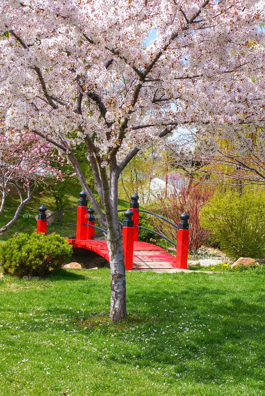 Bridge and a tree in blossom in park