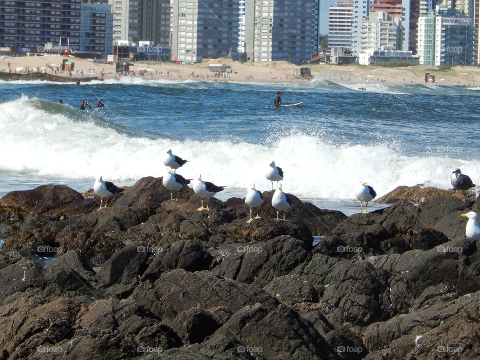 Birds. Birds at the beach