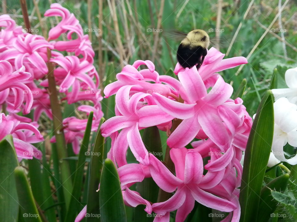 Spring Bumblebee . The first bumblebee spotted in the garden this year.