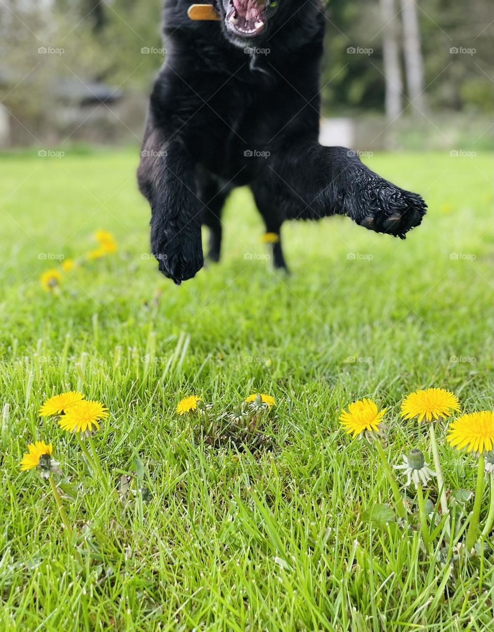 Dog leaping over dandelions