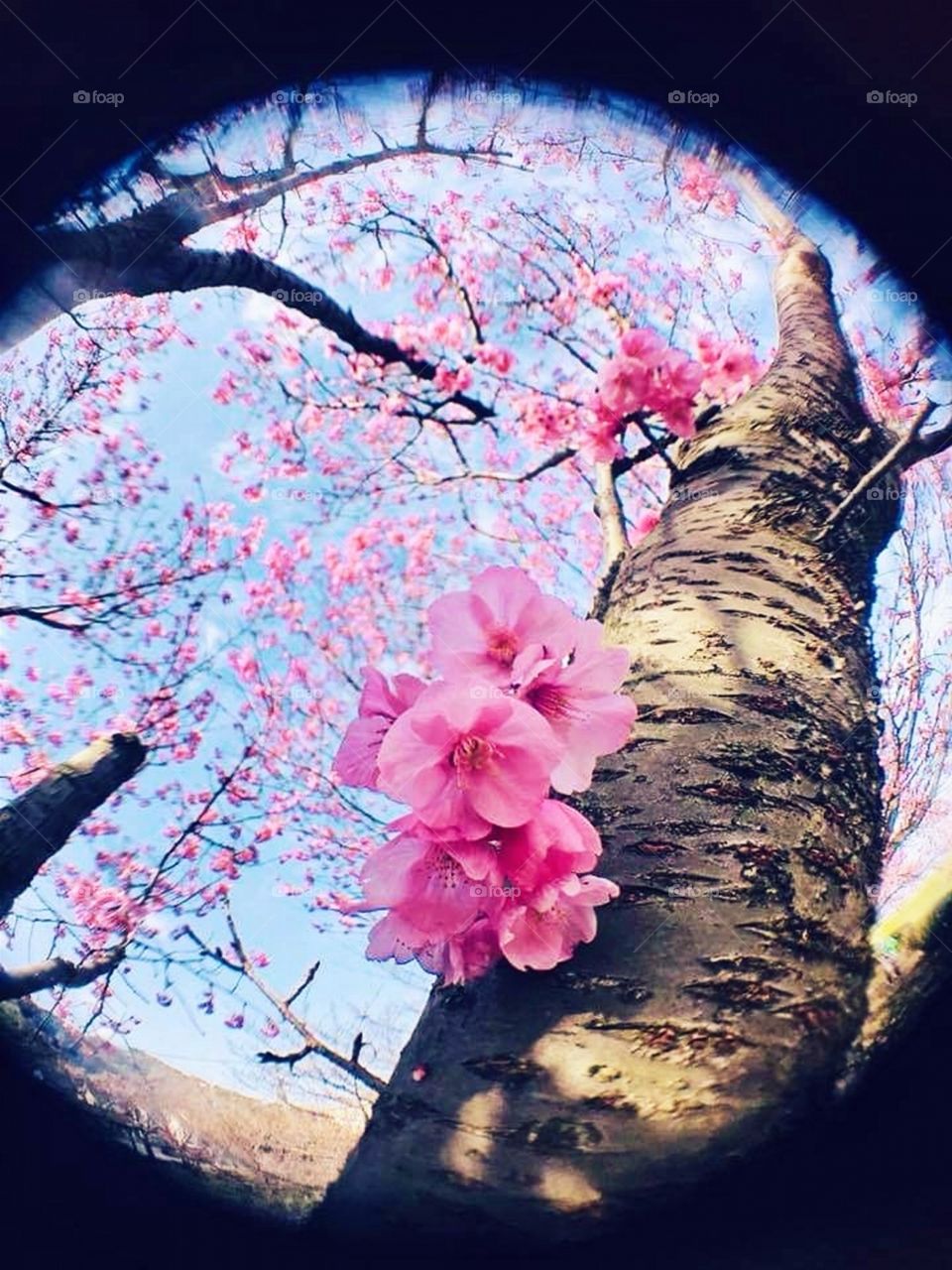 Fisheye Glimpse of a Flower