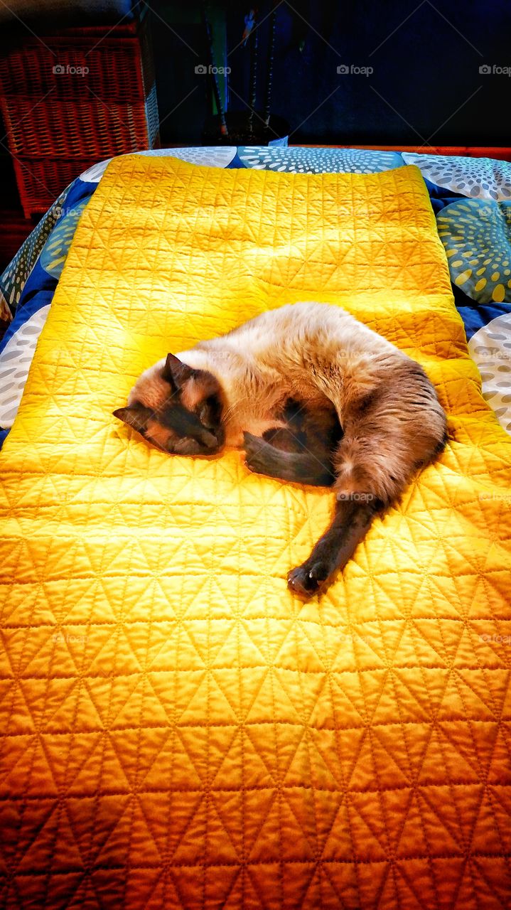 Cat on a quilt