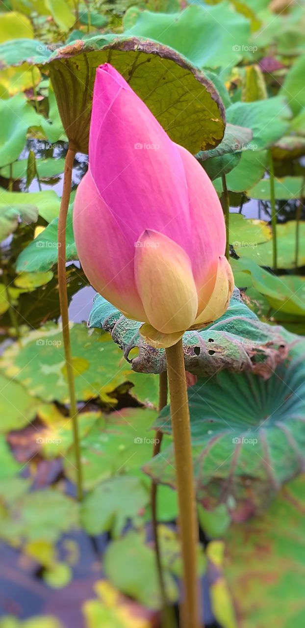 lotus. lotus flower.