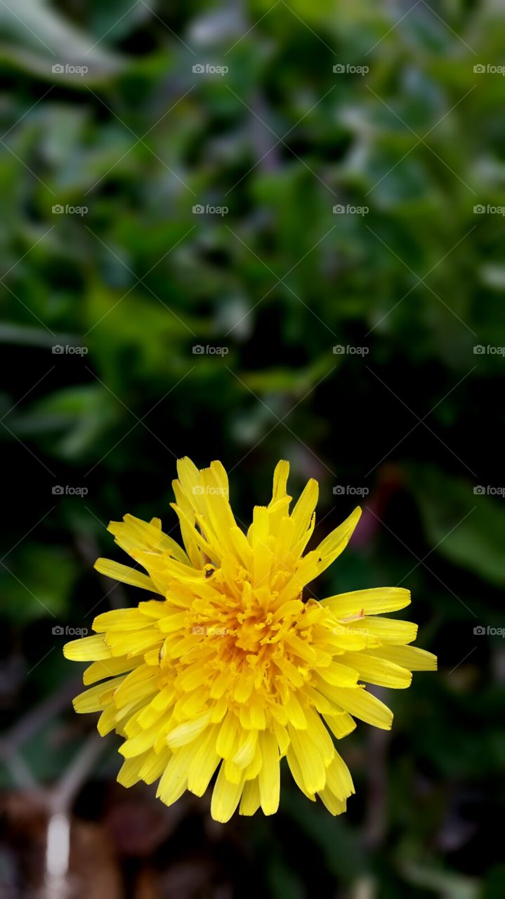 Spring Flowers (advertising layout)