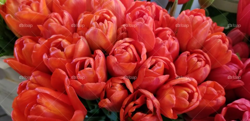 Market Tulips