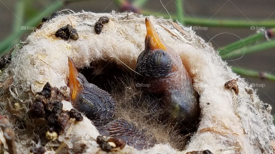 Baby hummingbirds in the nest