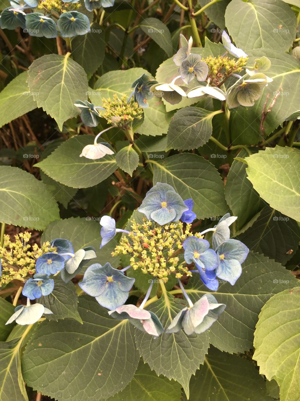 Ombré blue flowers found on a summer day