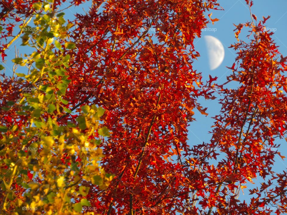 Half moon during autumn, take 3