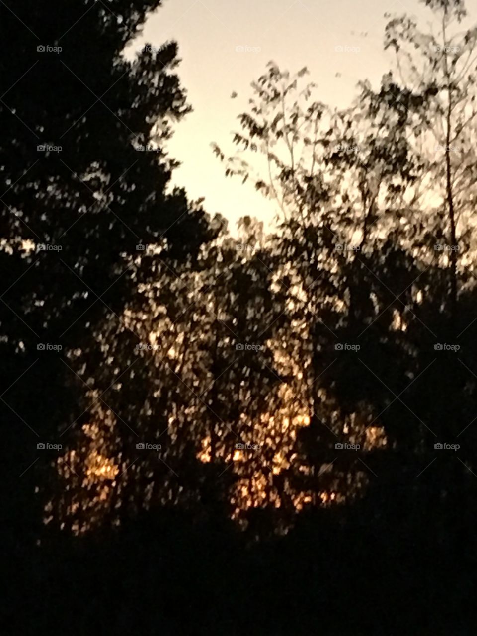 Sunset among the branches of a tree