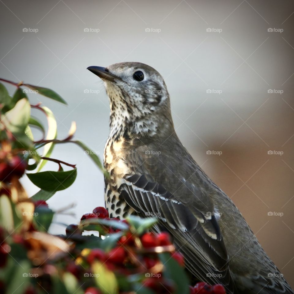 female blackbird