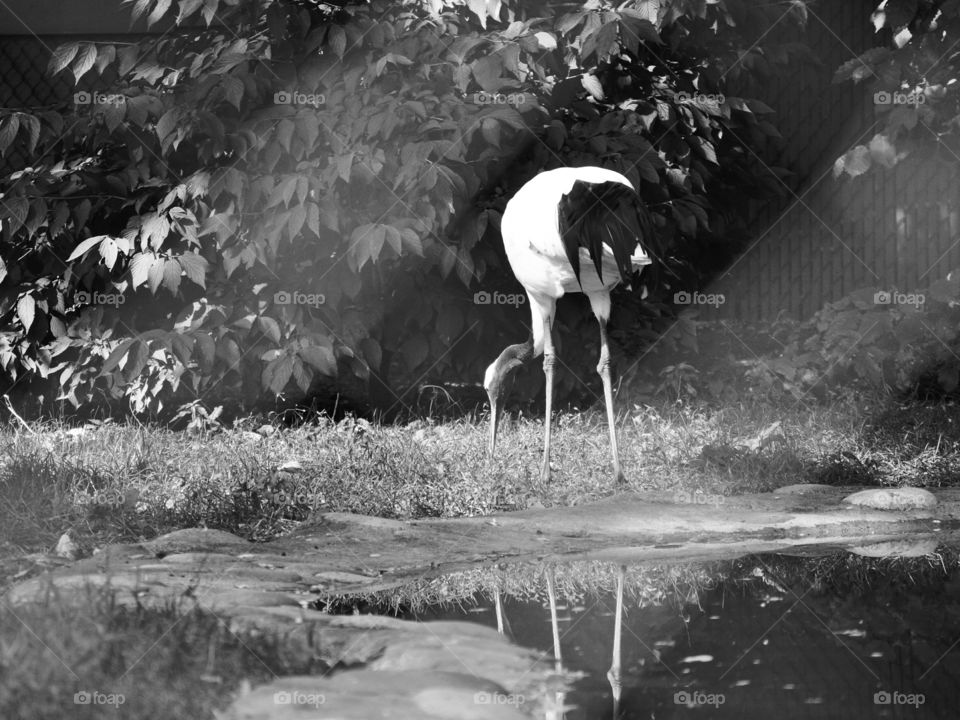 Bird, No Person, Water, Wildlife, Nature