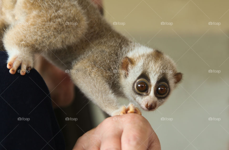 Lemur animal. 