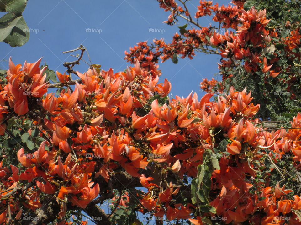 UNKNOWN FLOWERS!!!!!!!!!