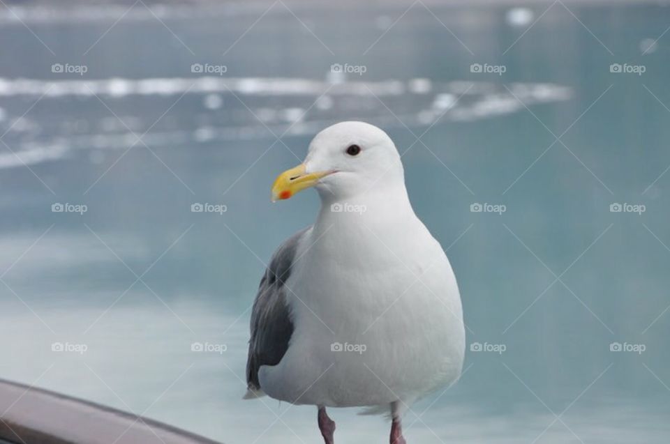 Very Hungry Seagull (Alaska) 