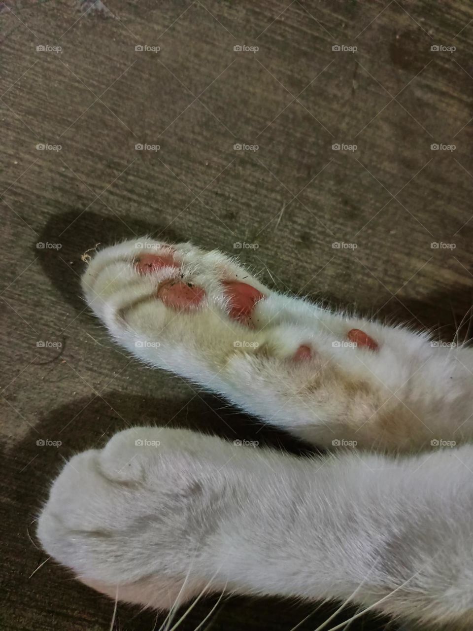 Close stray cat feet on the alley