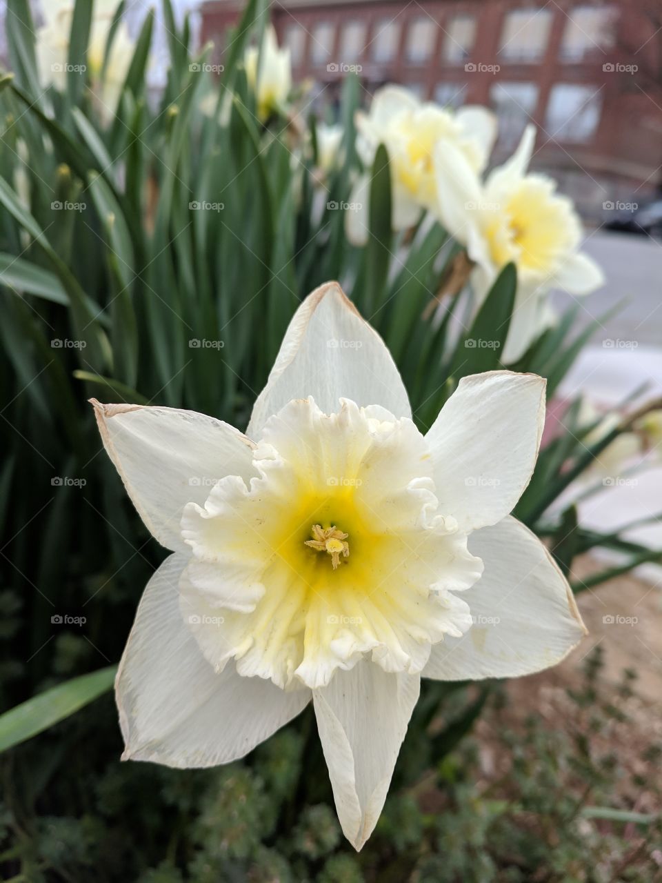 white daffodil