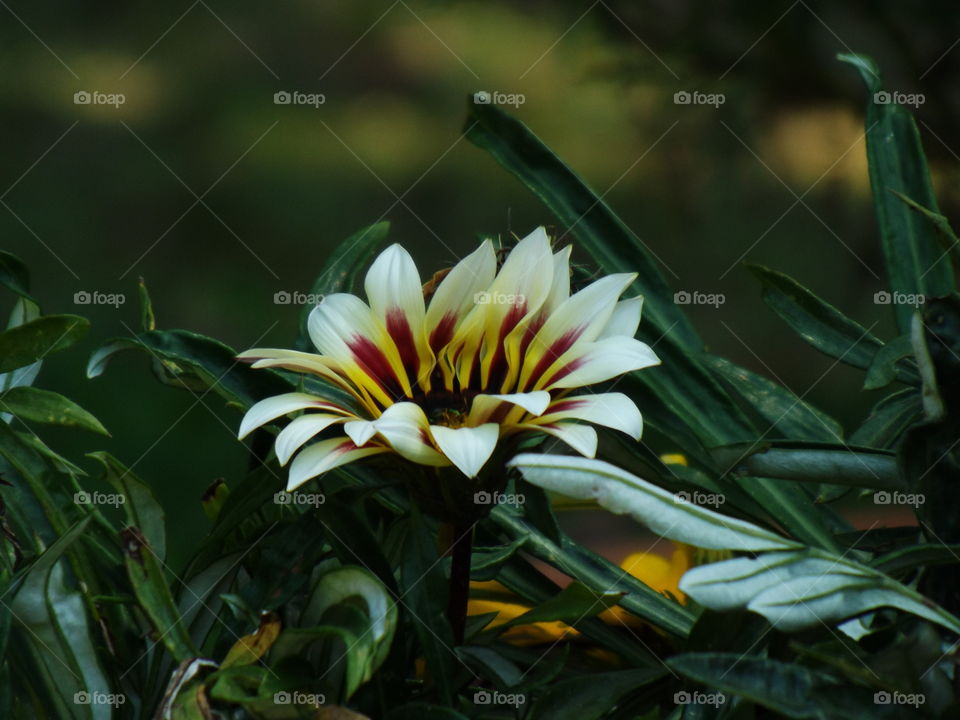 Striped flower Gazania Rigens ("treasure flower") in yellow red striped flower colorful closeup macro. Cool summer nature image.