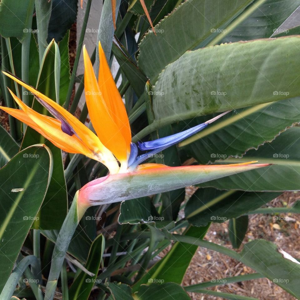 Bird of paradise 