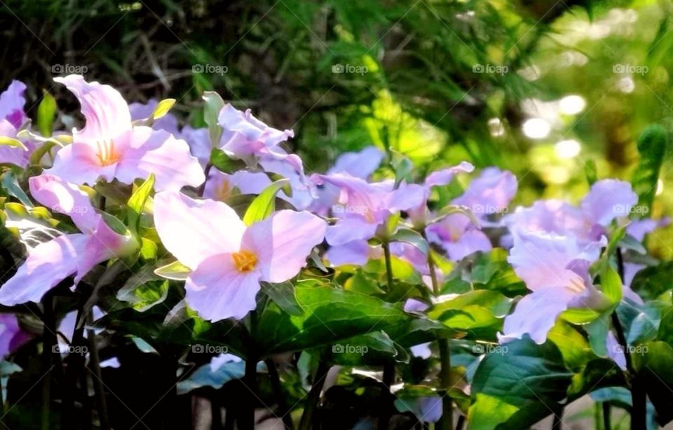 Trillium flowers