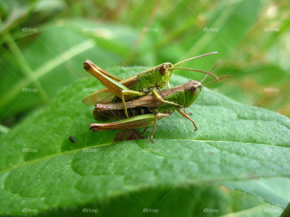 Grasshopper meting on leaf