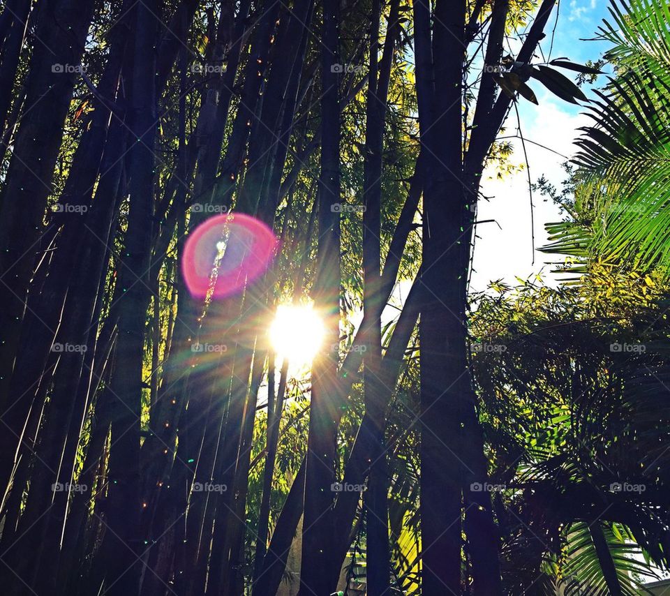 Sunshine through bamboo