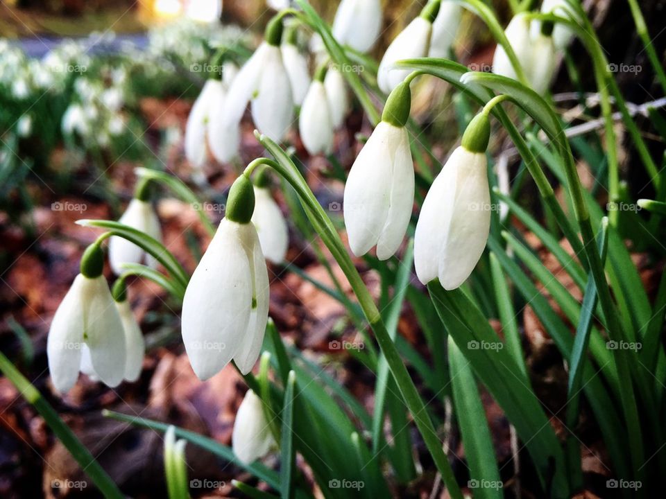 Snowdrops 