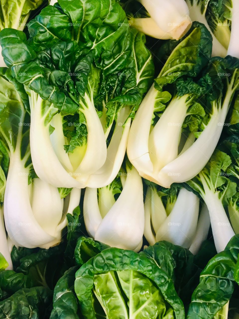 pakchoy background