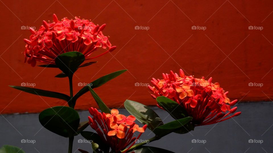 Ixora chinensis, commonly known as Chinese ixora, is a species of plant of the genus Ixora