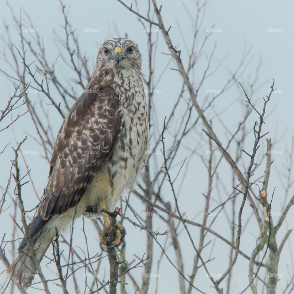 Hawk. Driving the North Lake Apopka Wildlife Drive in the rain tonight, I was able to capture this beauty from the car window!