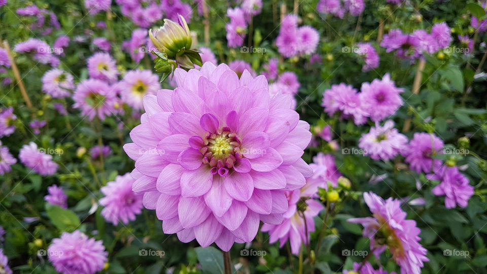 Beautiful blooming pink purple Dahlia - vacker rosa lila blommande Dahlias blomma 