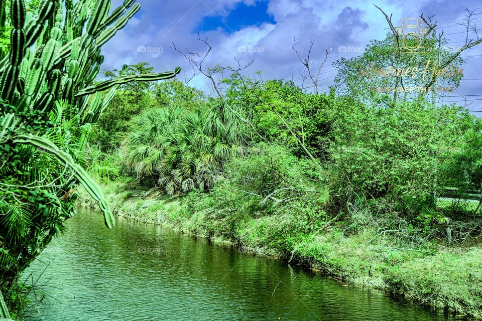 Florida landscape 